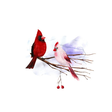 Watercolor male and female cardinal birds with branch. Hand drawn illustration.