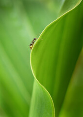 An ant walking on the edge of green lily leaf, vertical format