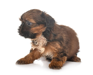 puppy Shih Tzu in studio