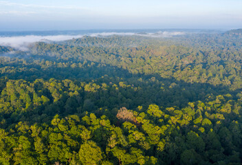 Tropical rain forest aerial drone shot. ecosystem and healthy environment concept