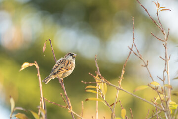 Haussperling auf einem Zweig