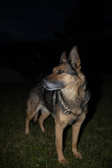 Deutscher Schäferhund