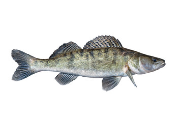 Zander. Walleye live fish isolated on white background. Sander pikeperch fishing