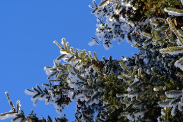 Green spruce branches with brown cones under a layer of snow