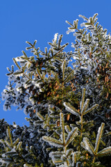 Green spruce branches with brown cones under a layer of snow