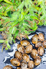 Marijuana plant seeds. Medical cannabis bud