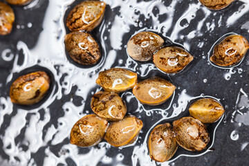 Marijuana plant seedsclose up