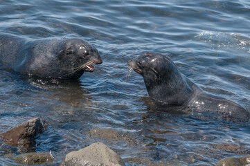 Obraz premium Northern Fur Seal (Callorhinus ursinus) at hauling-out in St. George Island, Pribilof Islands, Alaska, USA