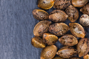Marijuana plant seedsclose up
