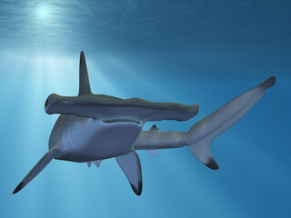 3d render of a hammerhead shark - obrazy, fototapety, plakaty