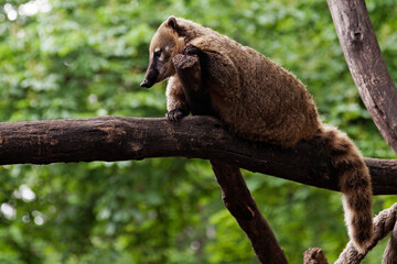 brown raccoon sitting on a branch