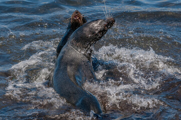 Obraz premium Northern Fur Seal (Callorhinus ursinus) at hauling-out in St. George Island, Pribilof Islands, Alaska, USA
