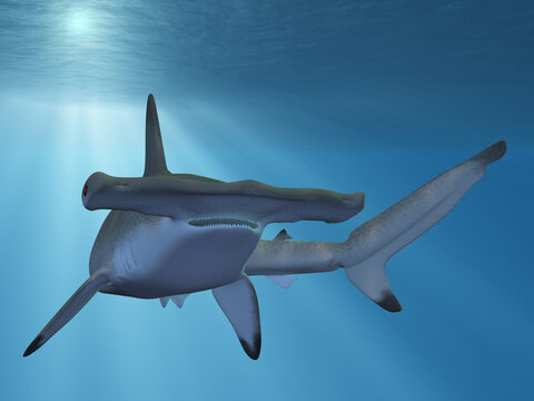 3d render of a hammerhead shark