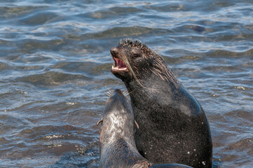 Northern Fur Seal (Callorhinus ursinus) at hauling-out in St. George Island, Pribilof Islands, Alaska, USA