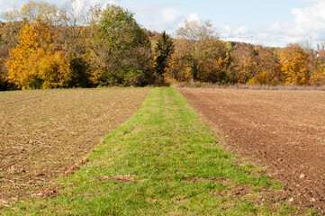 a path between fields grown with grass