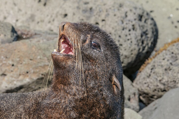 Northern Fur Seal (Callorhinus ursinus) at hauling-out in St. George Island, Pribilof Islands, Alaska, USA