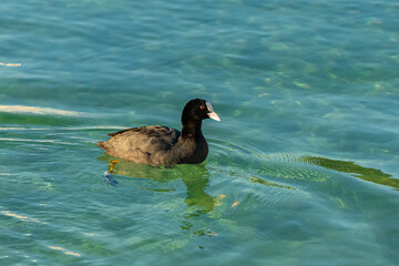      Eurasian Coot, Fulica atra
