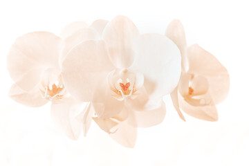 Fototapeta na wymiar romantic branch of white orchid on beige background