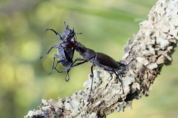 Stag beetle (Lucanus cervus), male carrying female. Typical courtship behavior of large beetles of...