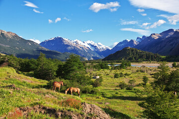 Horses in El Chalten village in Patagonia, Argentina