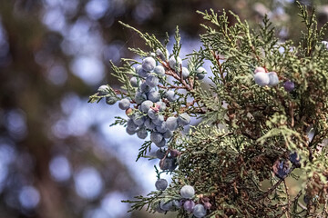 Thuja tree branch with blue berries in a relic forest