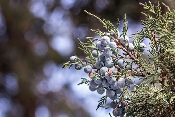 Thuja tree branch with blue berries in a relic forest
