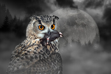 Owl eat mouse at moonlight in the spooky forest