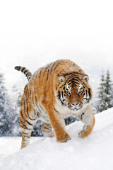 Fototapeta na wymiar Beautiful wild siberian tiger on snow