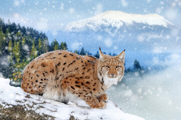 Obraz premium Young lynxsitting on tree in winter mountain