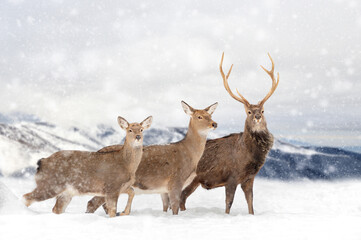 Three deers on a winter landscape background with snowfalls