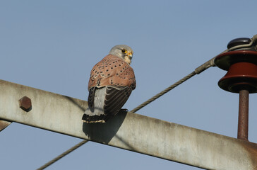 A pretty hunting Kestrel, Falco tinnunculus, perched on top of a metal structure.