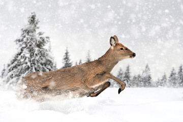 Deer running on a winter landscape background with snowfalls
