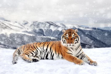Zelfklevend Fotobehang Beautiful wild siberian tiger on snow © byrdyak