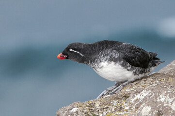 Parakeet Auklet (Aethia psittacula) at St. George Island, Pribilof Islands, Alaska, USA