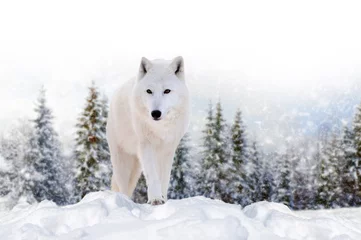 Deurstickers Close beautiful wild arctic wolf on snow © byrdyak