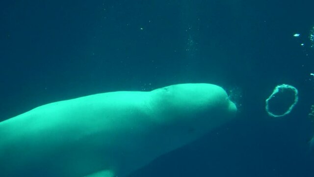 Beluga whale creating bubble rings underwater. Delphinapterus leucas. White whale. Close up. 4K