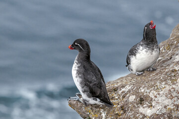 Parakeet Auklets (Aethia psittacula) at St. George Island, Pribilof Islands, Alaska, USA