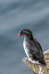 Parakeet Auklet (Aethia psittacula) at St. George Island, Pribilof Islands, Alaska, USA