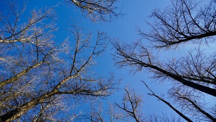 branches against blue sky