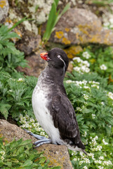 Parakeet Auklet (Aethia psittacula) at St. George Island, Pribilof Islands, Alaska, USA