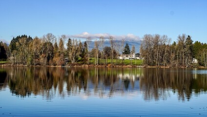 reflection of trees