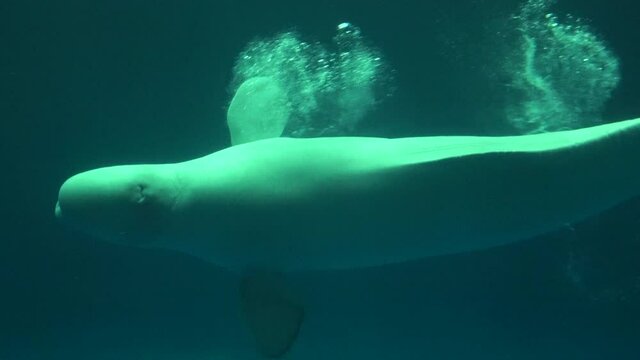 バブルリングを作り、通り抜けるシロイルカ  鯨  ベルーガ  4K  クローズアップ 
