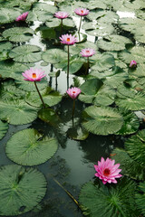 Lotuses freshly bloomed early at the break of day