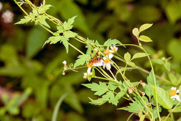 The bee is collecting nectar from flowers.