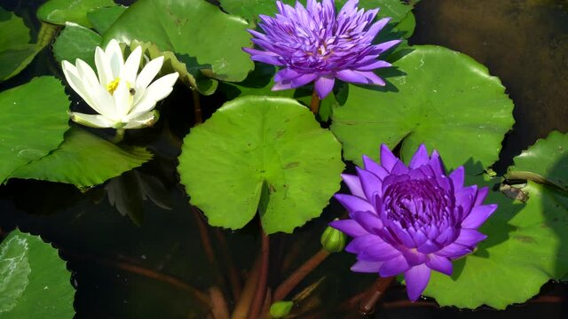 Group of bloom Purple violet Lotus flower or Nymphaea nouchali or Nymphaea stellata is a water lily of genus Nymphaea. Nature flowers Footage 4K.