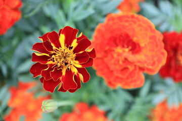Tagetus patela or French marigold