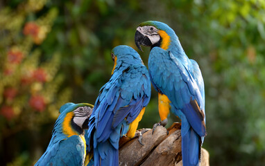 Idyllic Animal Birdwatch safari: Beautiful and curious Blue and Yellow Parrot macaw tropical bird on nature background