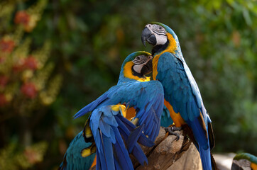 Idyllic Animal Birdwatch safari: Beautiful and curious Blue and Yellow Parrot macaw tropical bird on nature background