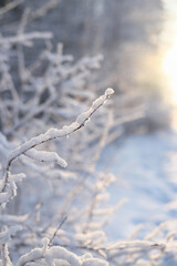 Closeup view of winter snow covered bush branch. sunny day in Siberia. forest in winter.