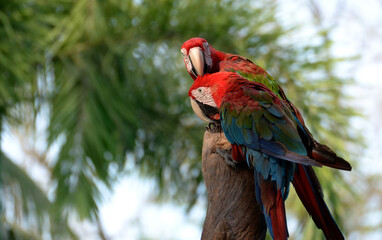 Idyllic Animal Birdwatch safari: Beautiful and curious Blue and Yellow Parrot macaw tropical bird on nature background